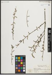 Foto von Salix purpurea L.
